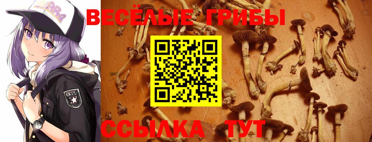 Галлюциногенные грибы GOLDEN TEACHER  Галлюциногенные грибы Psilocybine cubensis  Вход с VPN  Ковров 